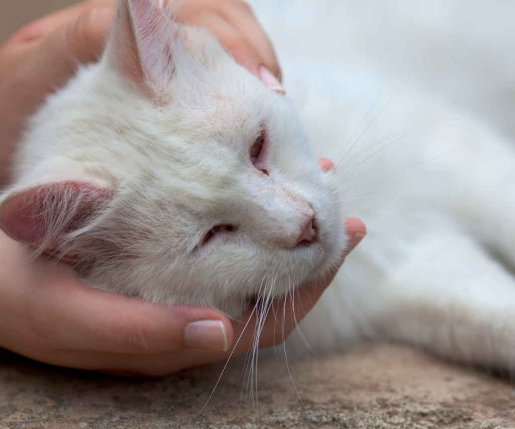 Eutanásia em Animais: Quando é Necessário Tomar Essa Difícil Decisão?