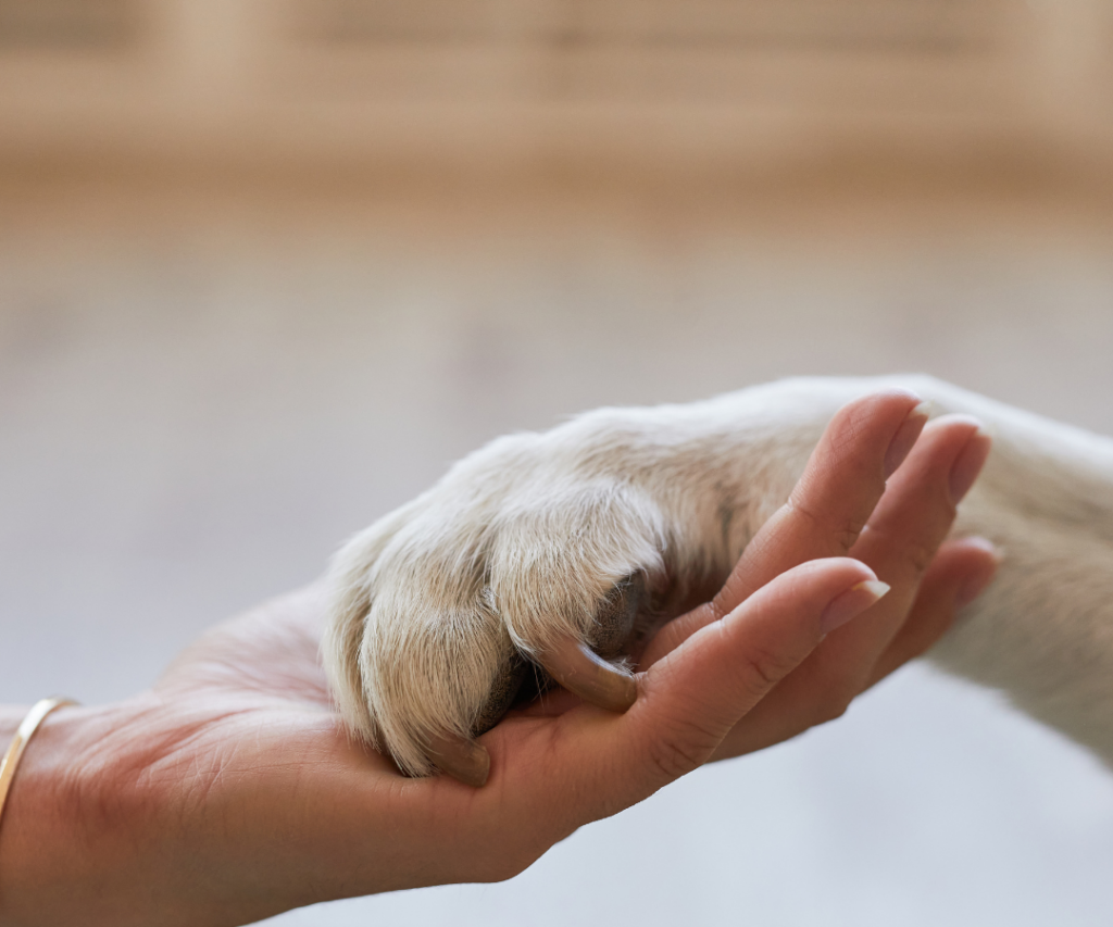 Pet X Depressão: Como um Animal de Estimação Influencia no Tratamento Contra a Depressão