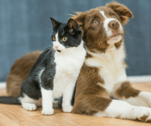 Suplementos-para-caes-e-gatos-quando-usar-quais-os-beneficios-e-a-importancia-da-orientacao-veterinaria